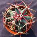 Ferocactus emoryi subsp. covillei, 3-4cm