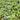 Black Beauty Watermelon, 20 Seeds