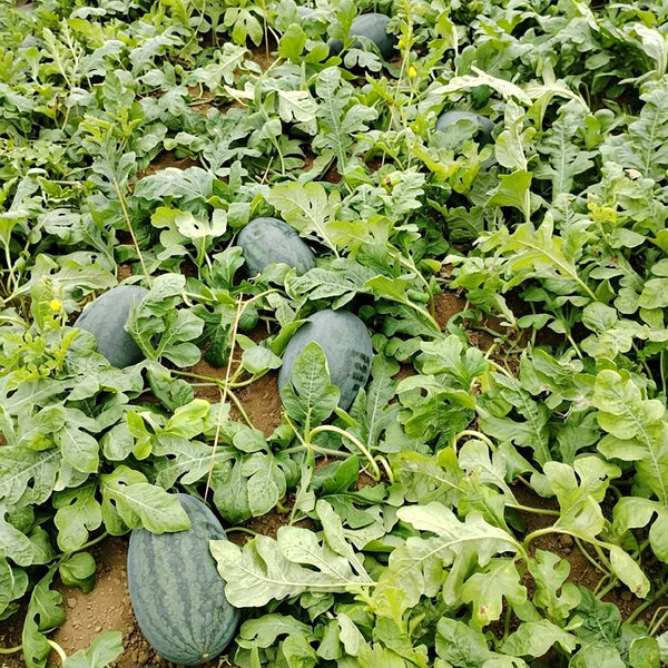 Black Beauty Watermelon, 20 Seeds