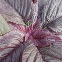 All-Red Round-Leaf Amaranth Seeds, 10g