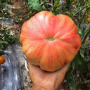 739 Pink Jazz Tomato, 5 Seeds