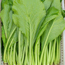 'Huaqing No.1' Sweet Leaf Lettuce Seeds, 20g