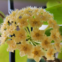 Hoya mindorensis 'Yellow Form', 5 Cuttings