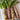 'Xiangsihong' Stem Lettuce Seeds, 10g