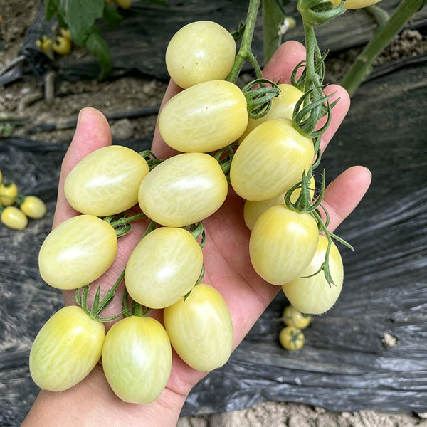 White Jade Cherry Tomato, 100 Seeds