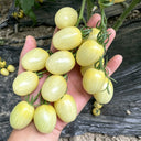 White Jade Cherry Tomato, 100 Seeds