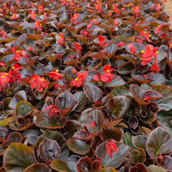 Bronze Leaf Red Flower Begonia, 50 Coated Seeds