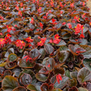 Bronze Leaf Red Flower Begonia, 50 Coated Seeds