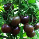 'Black Pearl' Black Tomato Seeds