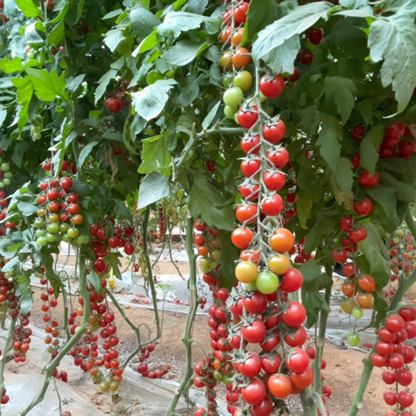 Pearl Falls No. 2 Tomato, 20 Seeds