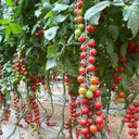 Pearl Falls No. 2 Tomato, 20 Seeds