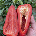 Conical Red Sweet Pepper Seeds, 0.5g
