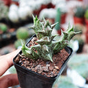 3Pcs Caralluma hesperidum, 3-4cm
