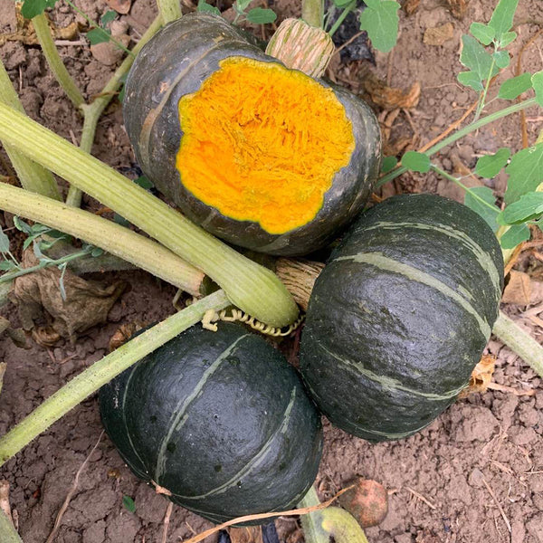 Beibei No.4 Baby Pumpkin, 2 Bags × 5 Seeds