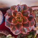 Echeveria 'Chocolate', 3pcs x 1-head