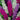 Mixed Butterfly Bush, 10 Seeds