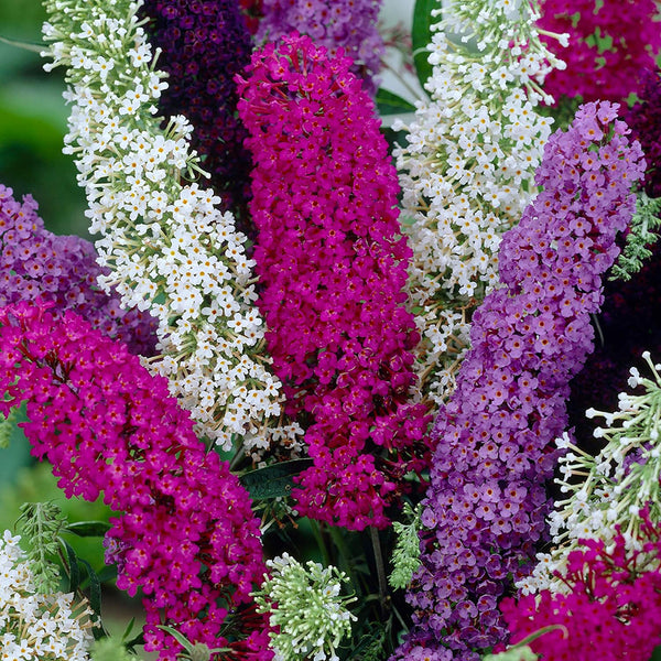 Mixed Butterfly Bush, 10 Seeds