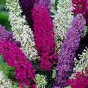 Mixed Butterfly Bush, 10 Seeds