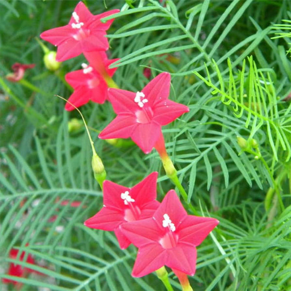 Hezhichun Cypress Vine Seeds, 1g