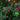 Bush Clover, 200 Seeds