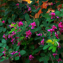 Bush Clover, 200 Seeds