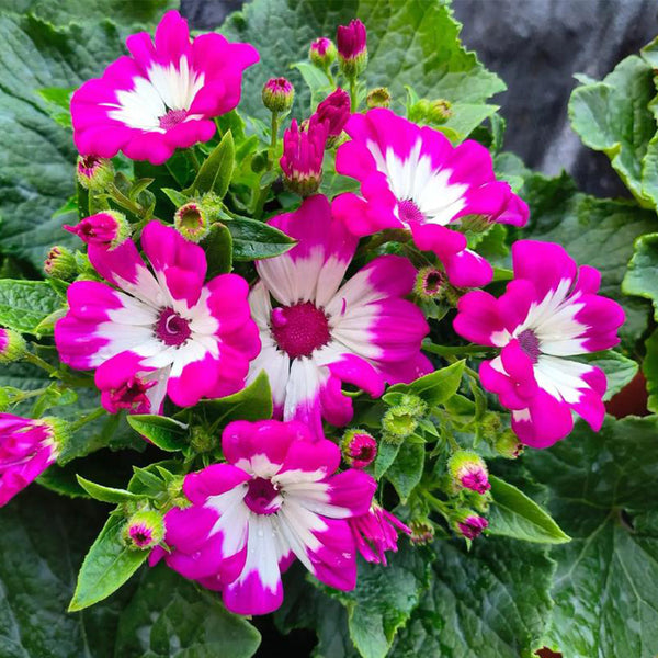 Mixed Colors Large-flowered Cineraria