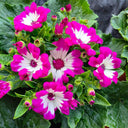 Mixed Colors Large-flowered Cineraria