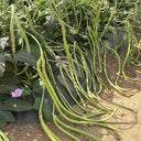 'Jiefeng' Dwarf Long Bean Seeds, 20g