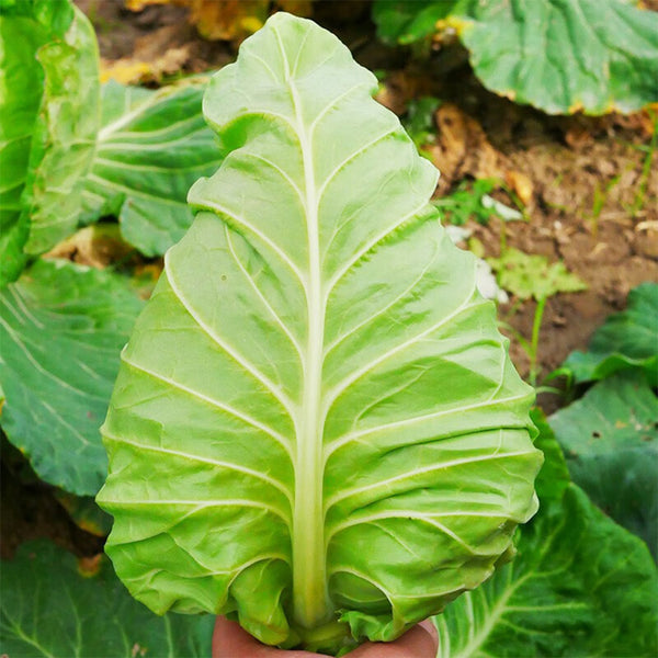 Xingyou Chunfeng Cabbage Seeds, 2g