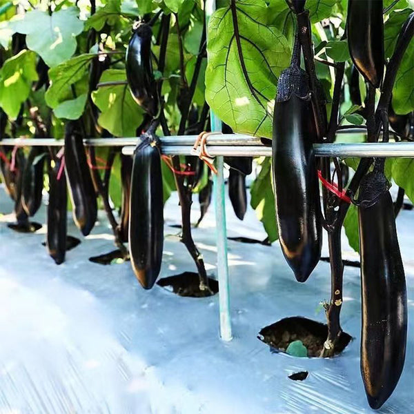 Spring-Autumn Long Eggplant Seeds, 0.5g