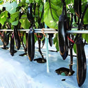 Spring-Autumn Long Eggplant Seeds, 0.5g