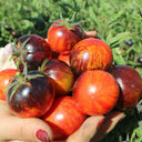 K Night Queen Tomato, 20 Seeds