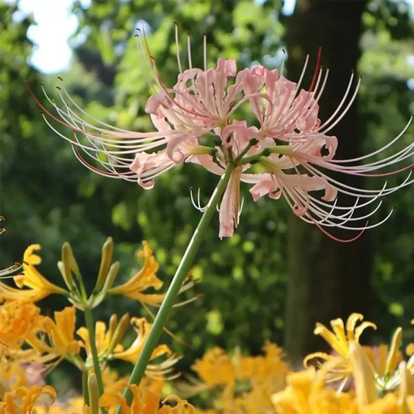 Lycoris 'Champagne', 1 Bulb
