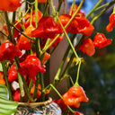Bishop's Hat Pepper, 50 Seeds