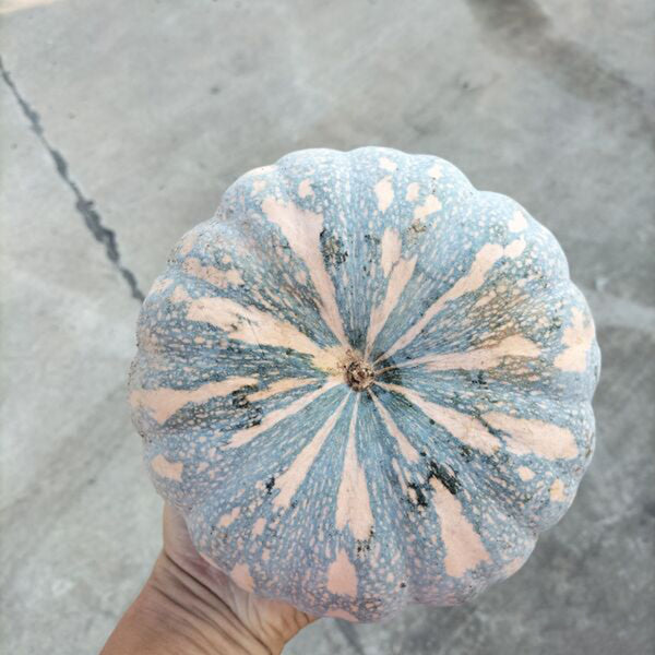 Sweet Dough Millstone Pumpkin, 10 Seeds