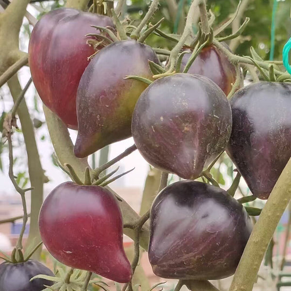 602 Sofia's Fiery Comet Tomato, 5 Seeds