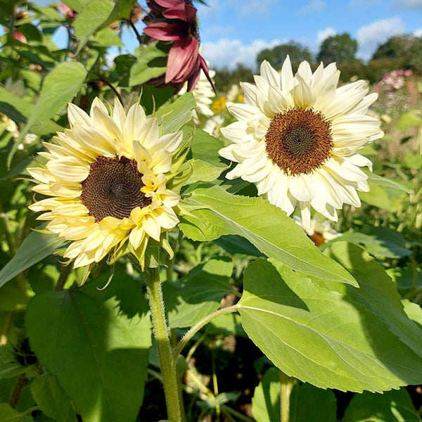 White Lover Sunflower, 20 Seeds