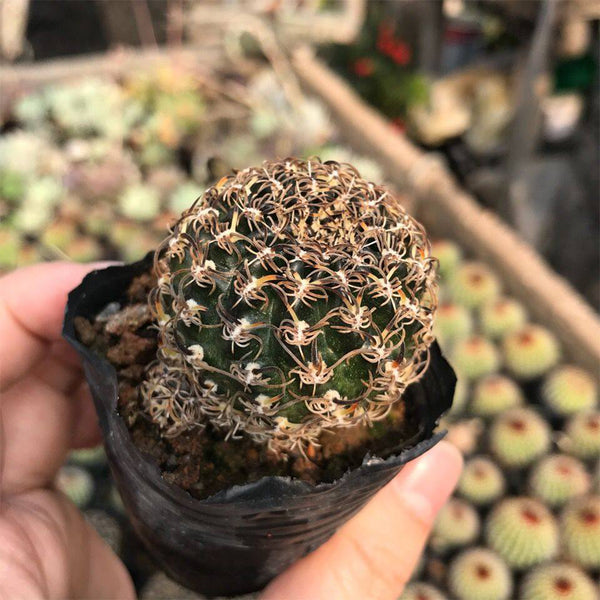 Echinopsis schieliana var. Unguispina, 3-4cm