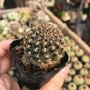 Echinopsis schieliana var. Unguispina, 3-4cm