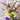Cut Flower Forget-me-not, 30 Seeds