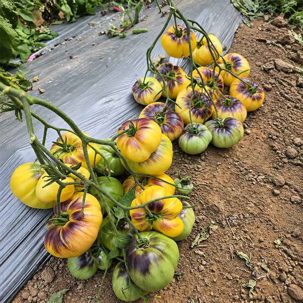 87 Sart Roloise Tomato, 5 Seeds