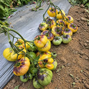 87 Sart Roloise Tomato, 5 Seeds