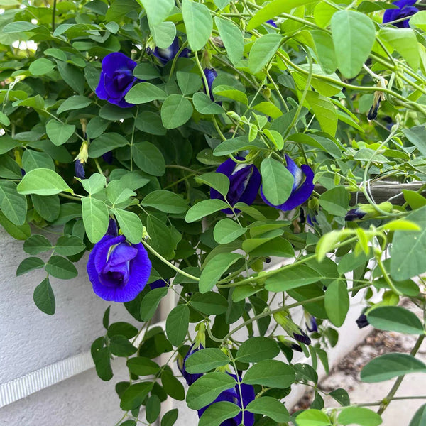 Butterfly pea Seeds, 50 Seeds