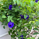 Butterfly pea Seeds, 50 Seeds