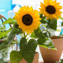 Bonsai Sunflowers Seeds, 3g