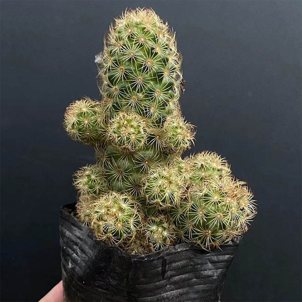 Mammillaria gracilis, 5-7cm