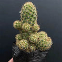 Mammillaria gracilis, 5-7cm