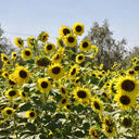 Lemon Yellow Sunflower, 150 Seeds