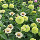 W1349 Envy Zinnia, 100 Seeds