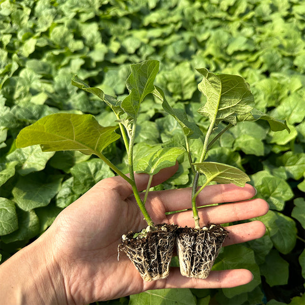 Tuolubamu Seeds, 5g